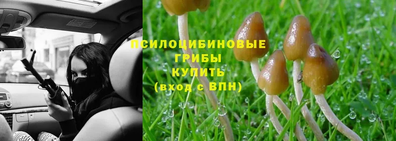 Псилоцибиновые грибы Psilocybe  Ишим 